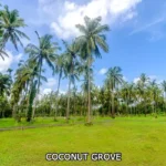 Coconut Groves The Riverine Palghar Manor