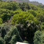 4 Seasons Villas Old Khandala Road Kune Lonavala 5 BHK Villa Forest View Dense Green Hills