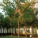 Runwal One Ghodbunder Road Thane West Landscape Garden With Trees Walking Area And Green Surroundings