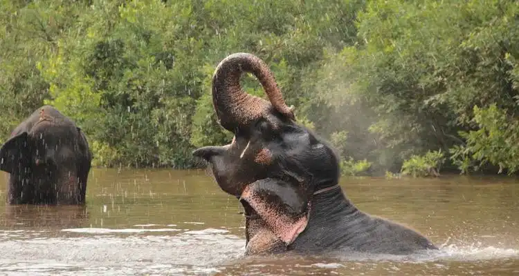 Bhagwan Mahavir Wildlife Sanctuary Goa