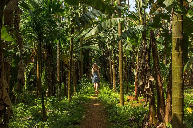 Ponda Goa spice plantation