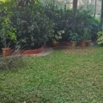 5 BHK Duplex Ashok Towers Parel Green Lawn Flowering Shrub Private Garden