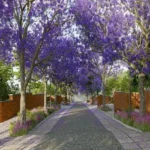 Violet Hill Alibaug Plotted Land Sale Flowering Tree Lined Avenue