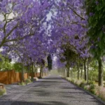 Violet Hill Alibaug Plotted Land Sale Jacaranda Tree Lined Road