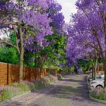 Violet Hill Alibaug Plotted Land Sale Landscaped Residential Lane